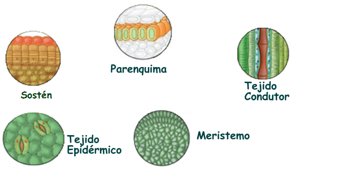 LOS TEJIDOS VEGETALES | Genially